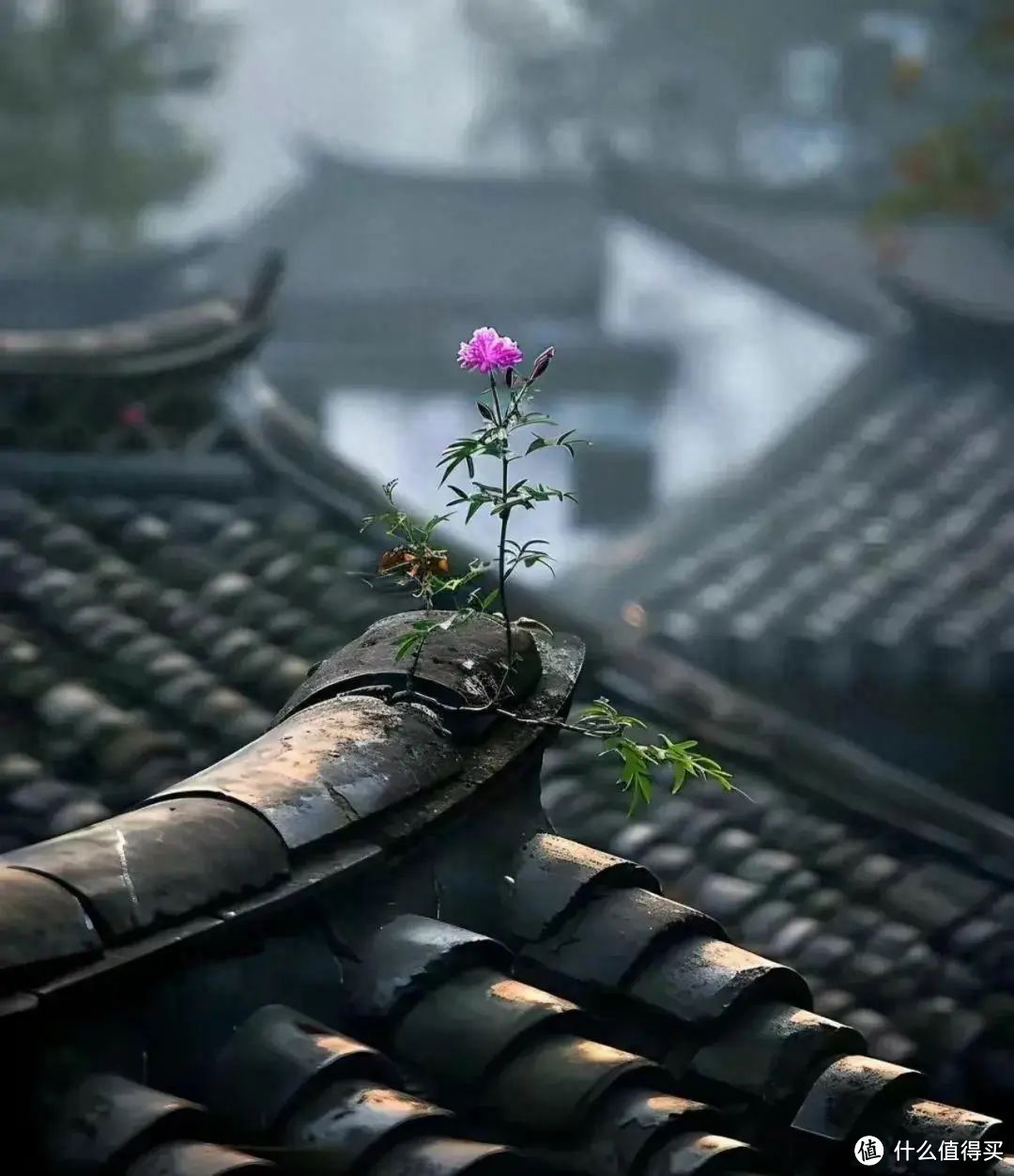 要么说大自然是最伟大的艺术家，看过这些植物，我算是懂了